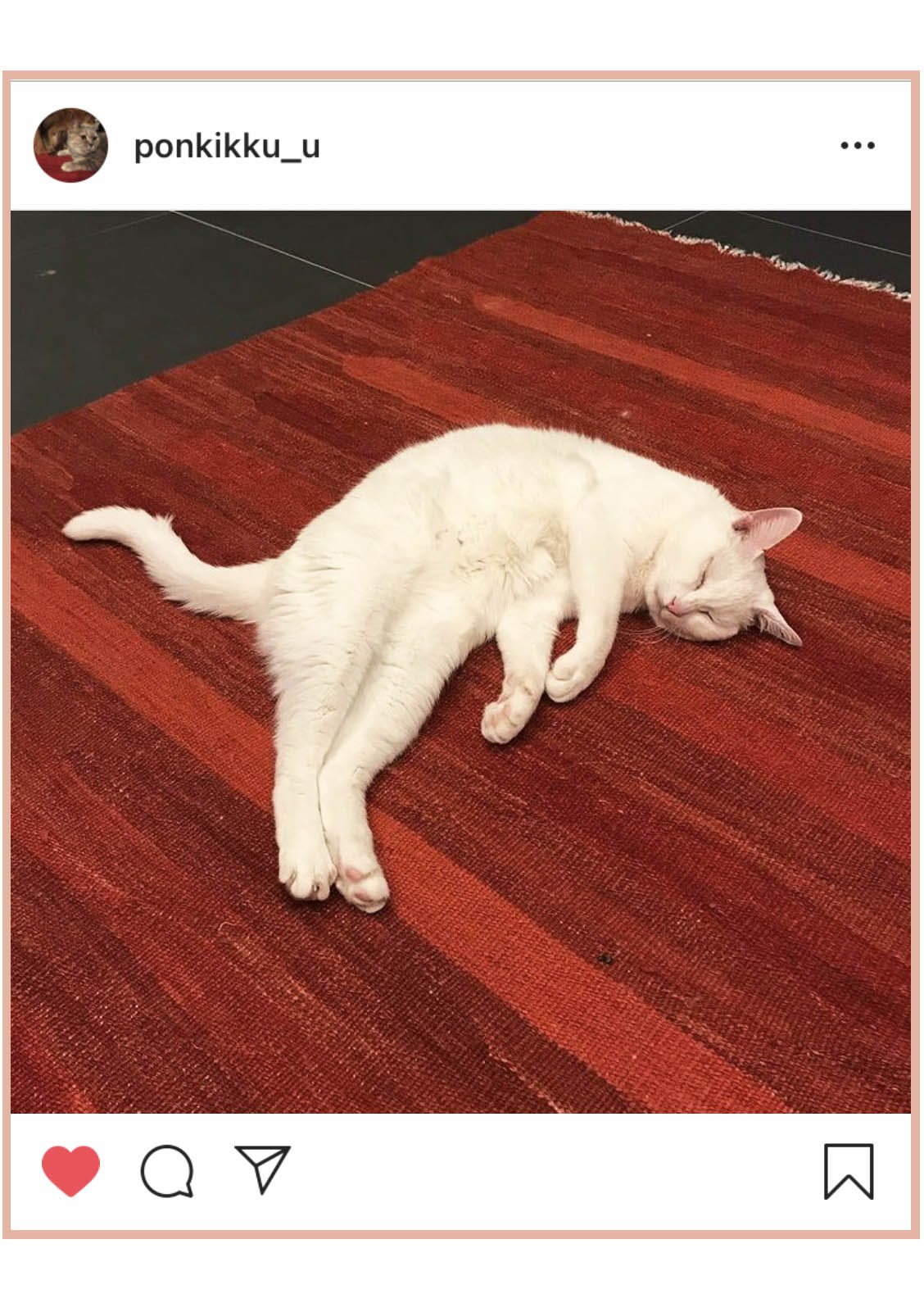 赤のロゴバキリムの上で寝る猫の写真