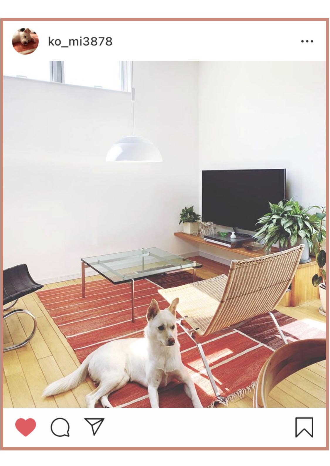 赤のロゴバキリムの上に座る犬の写真