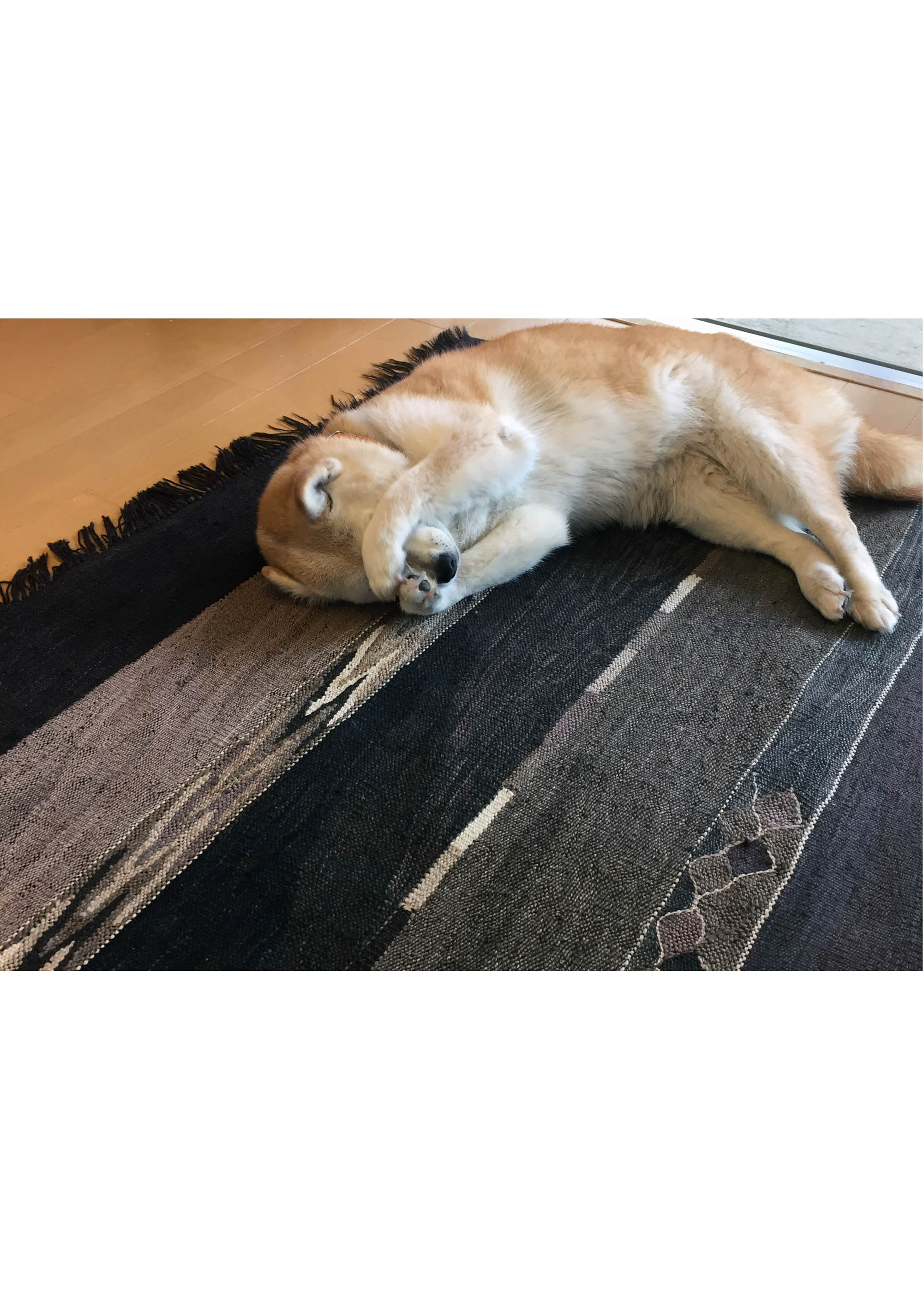 ブラックの人生のキリムの上に寝る芝犬の写真